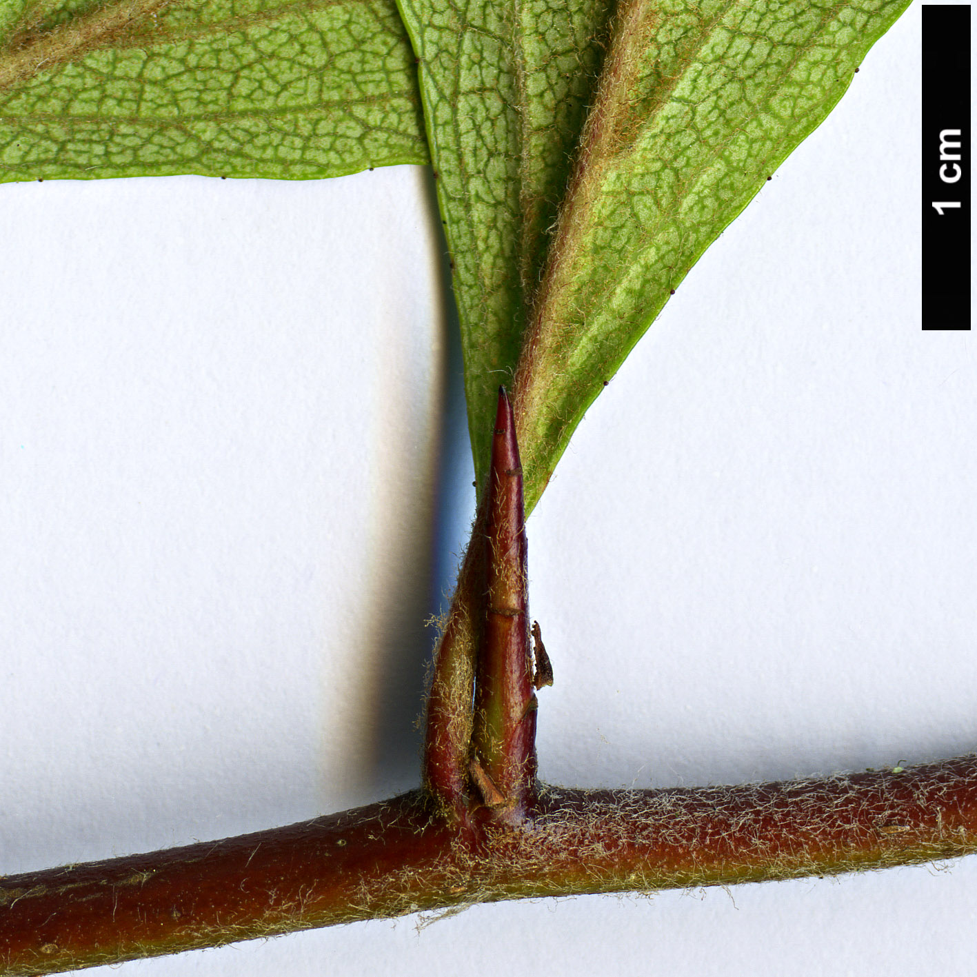 High resolution image: Family: Rosaceae - Genus: Crataegus - Taxon: ×rufula (C.aestivalis × C. opaca)